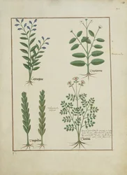 Illustration from the Book of Simple Medicines by Mattheaus Platearius